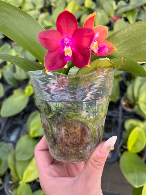 趣味原生蝴蝶兰2.8加高成熟苗不带花花期长室内盆栽植物