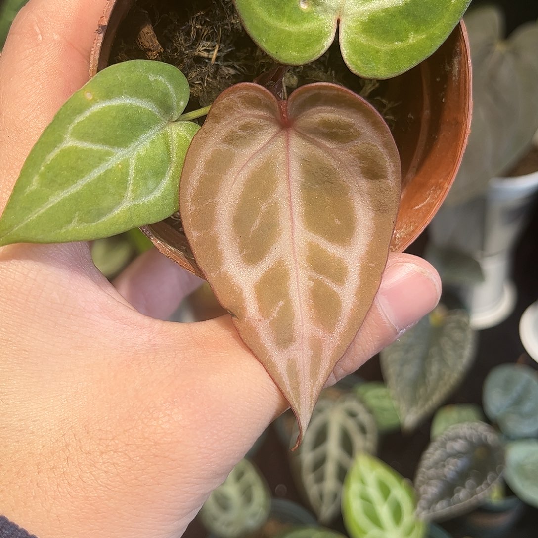 不开花植物粉柠檬杂茄茄紫