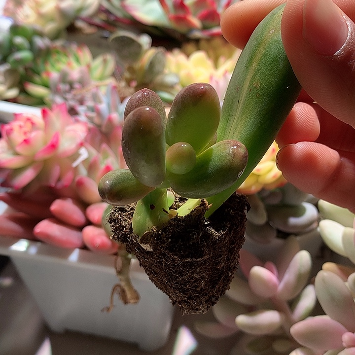 芒果奶拉丝锦锦锦