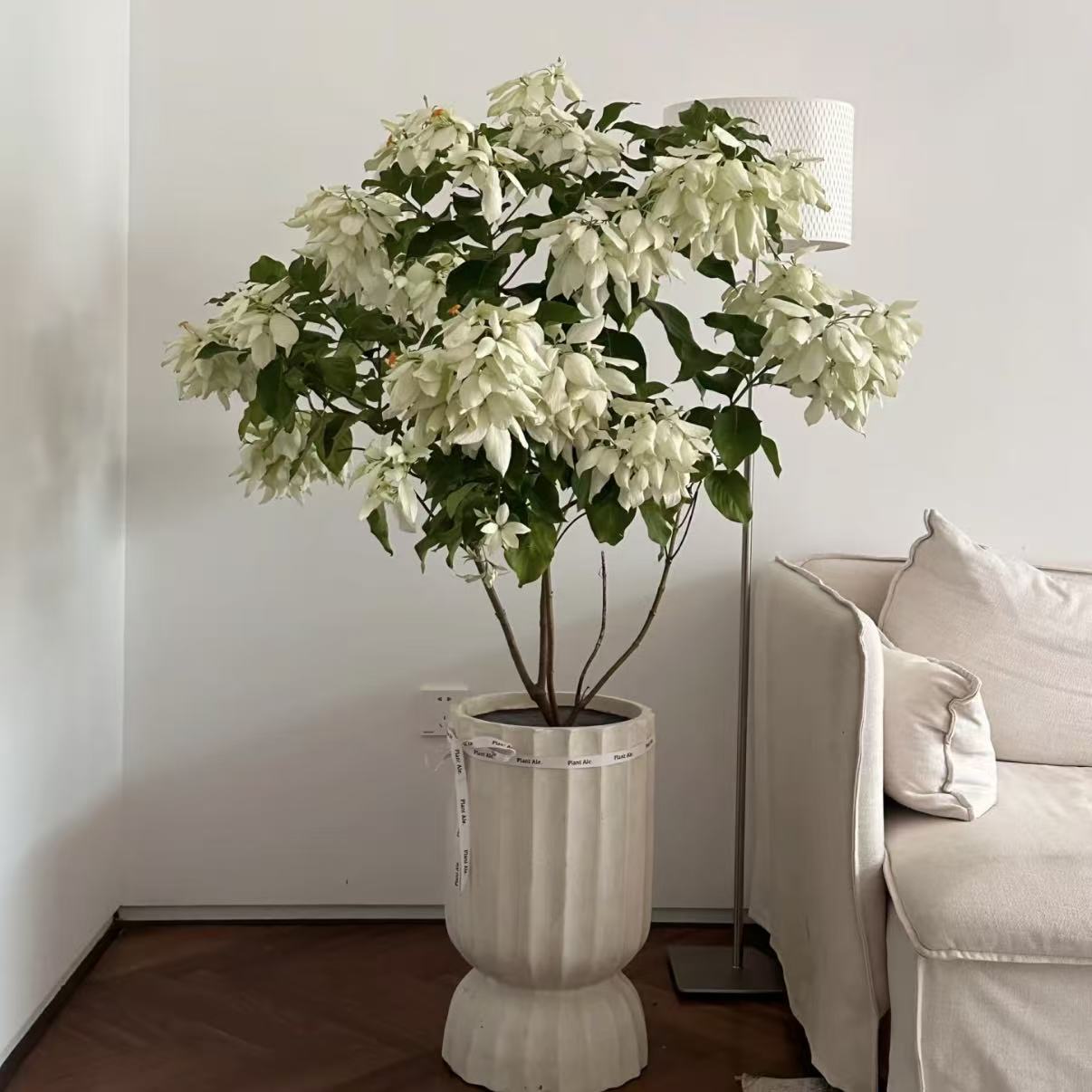 （花王）玉叶金花盆栽·折纸扇·小众颜值高耐晒耐热花期长·木本花卉
