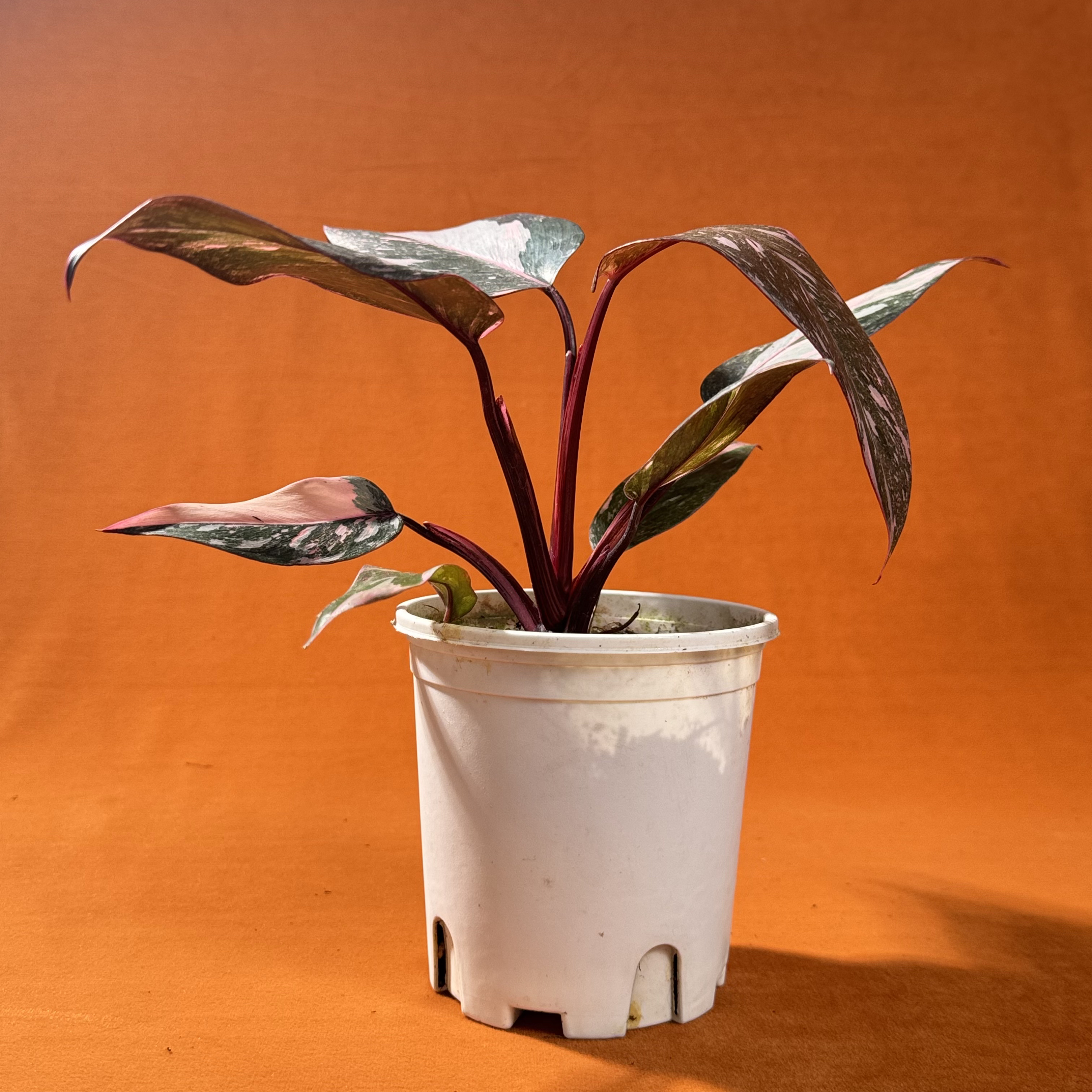 彩叶芋 大理石粉公主 盆栽室内客厅办公室桌面四季好养活花卉绿植