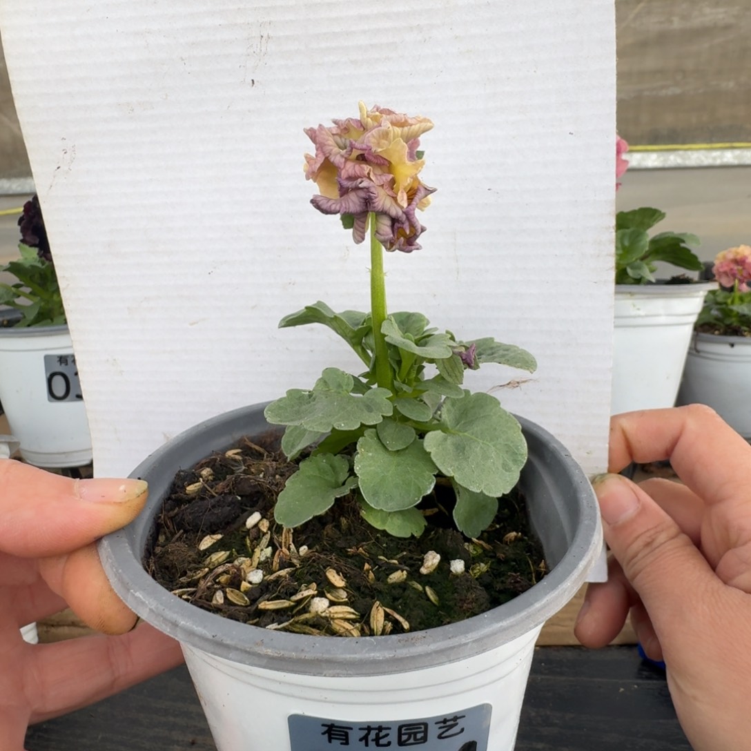 无花朵154号角堇