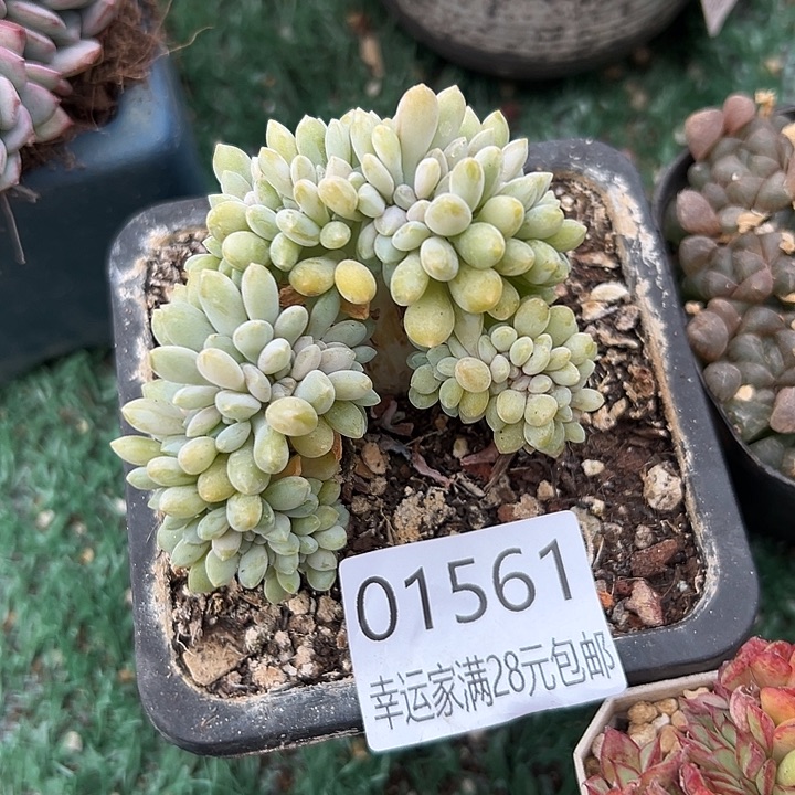 幸运的是我还没遇到过