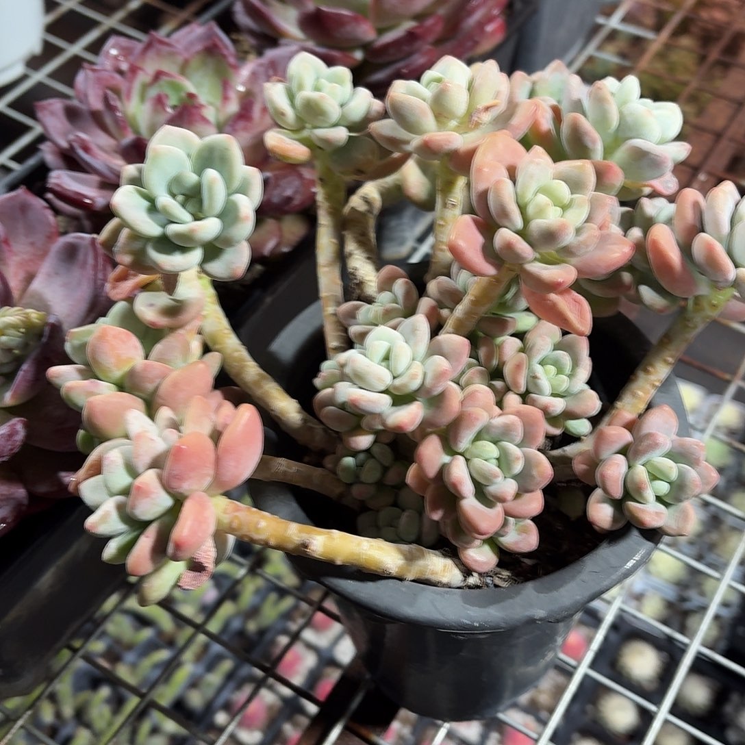 洛神多肉13㎝盆整群