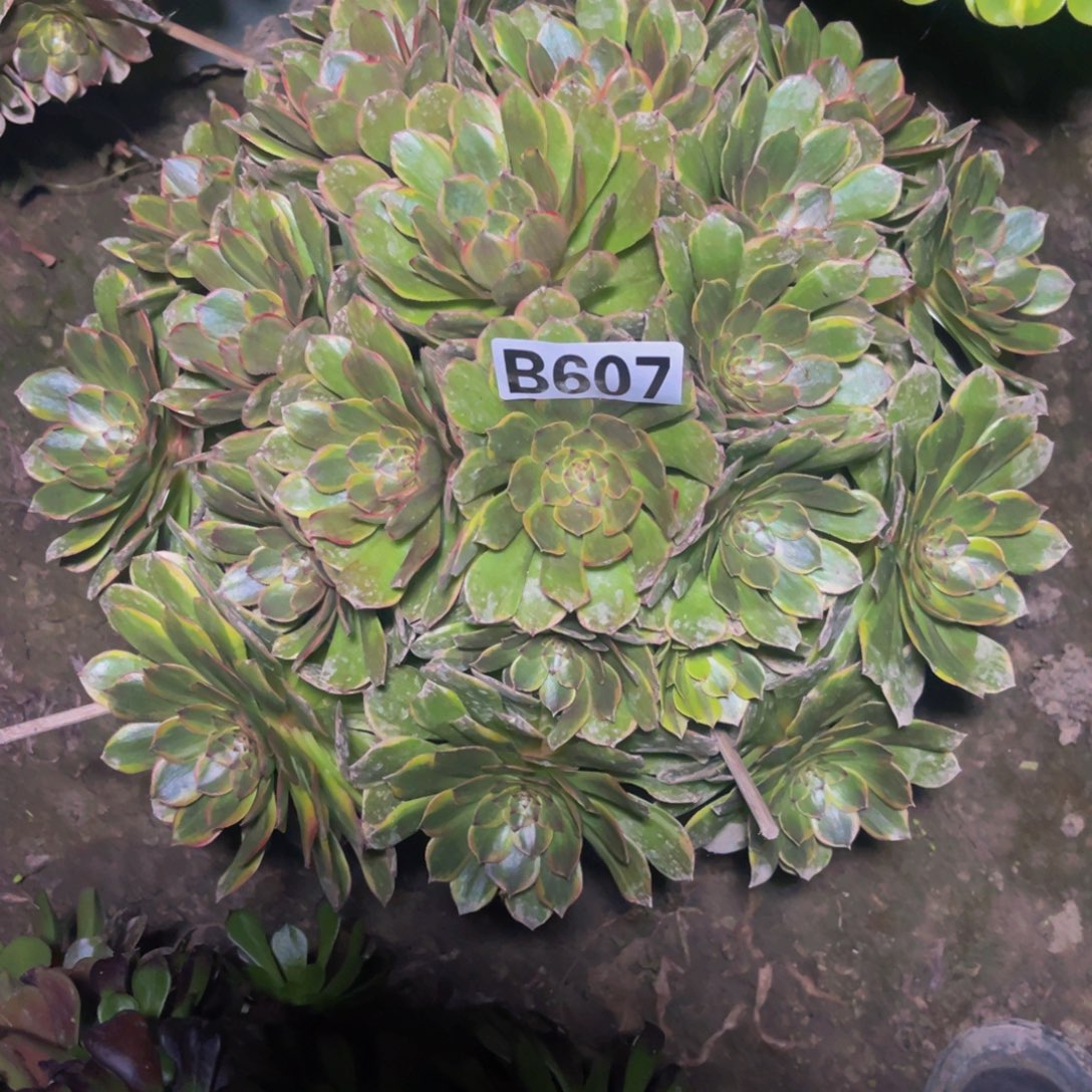 半夏法师26///———50包邮