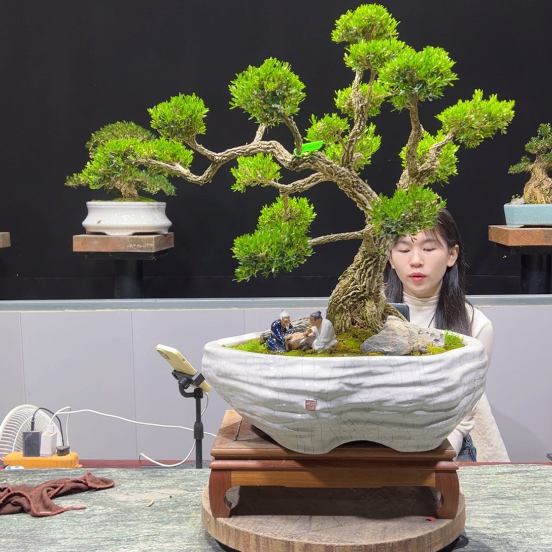 四季常青老桩黄杨盆景