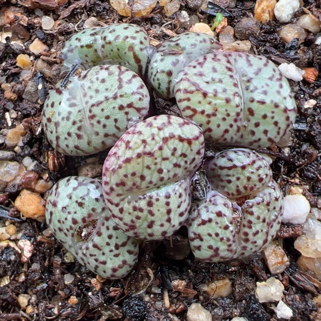 2.5好看的多肉586