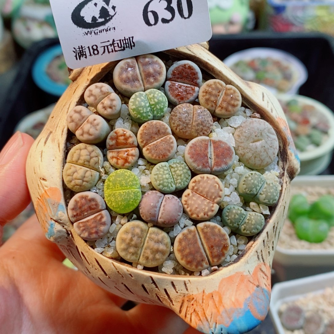 生石花花花花开了630