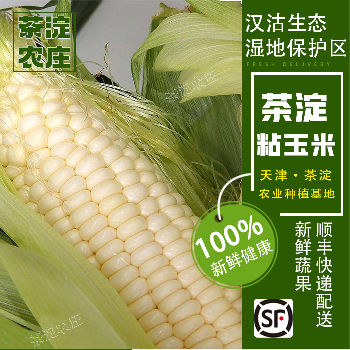 茶淀特产头茬锦糯6a香甜加糯玉米鲜食新鲜采摘现摘现发早餐8-9根