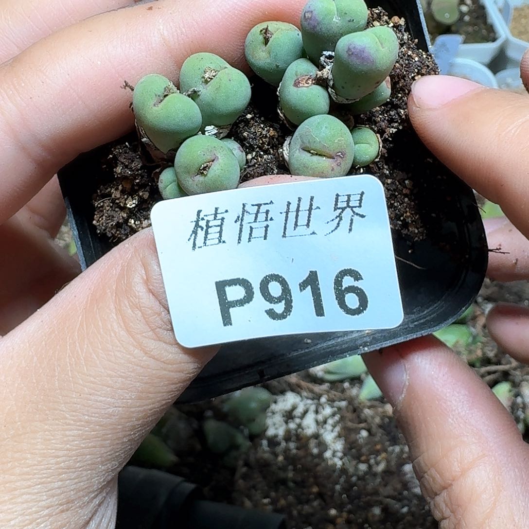916盒多肉植物哇vv