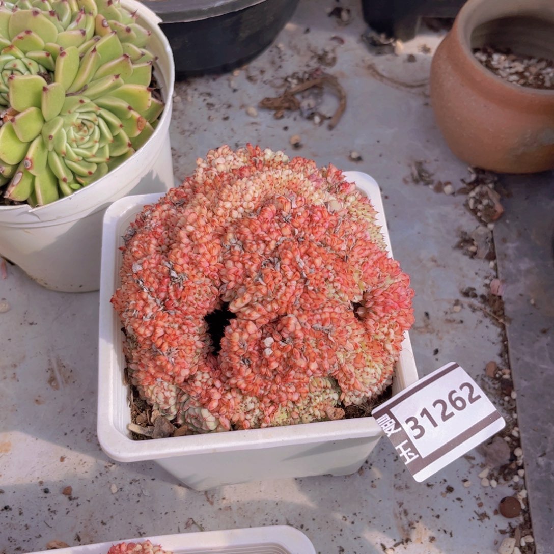空***格粉姬莲缀多肉植物31262