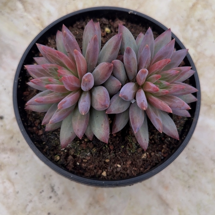 羽毛纹虞美人双头多肉植物