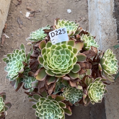 多肉植物孔雀翎捧花