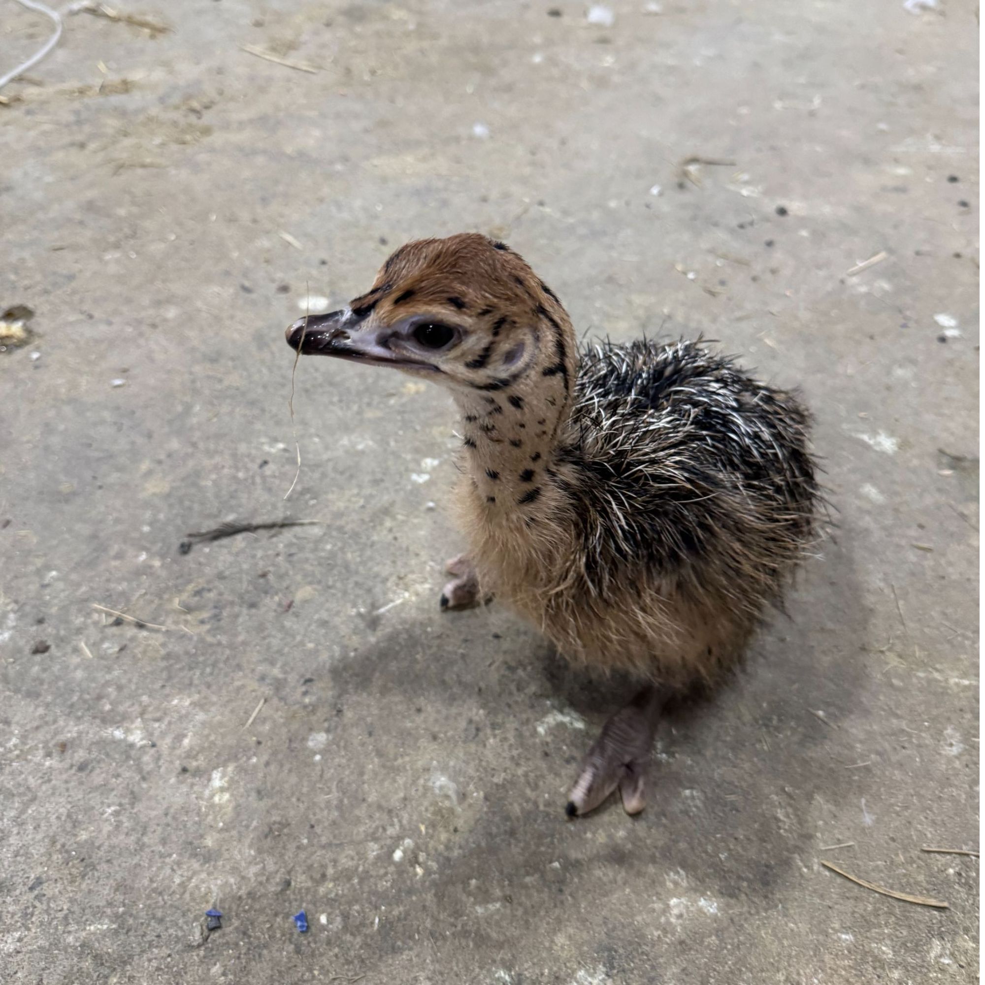 宠物     灰色 包邮