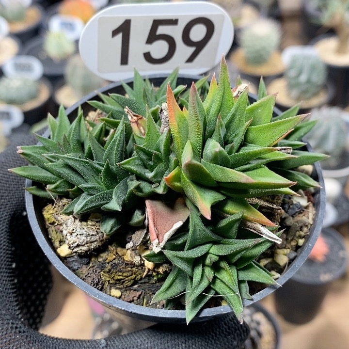 159号群生象牙塔8.3cm