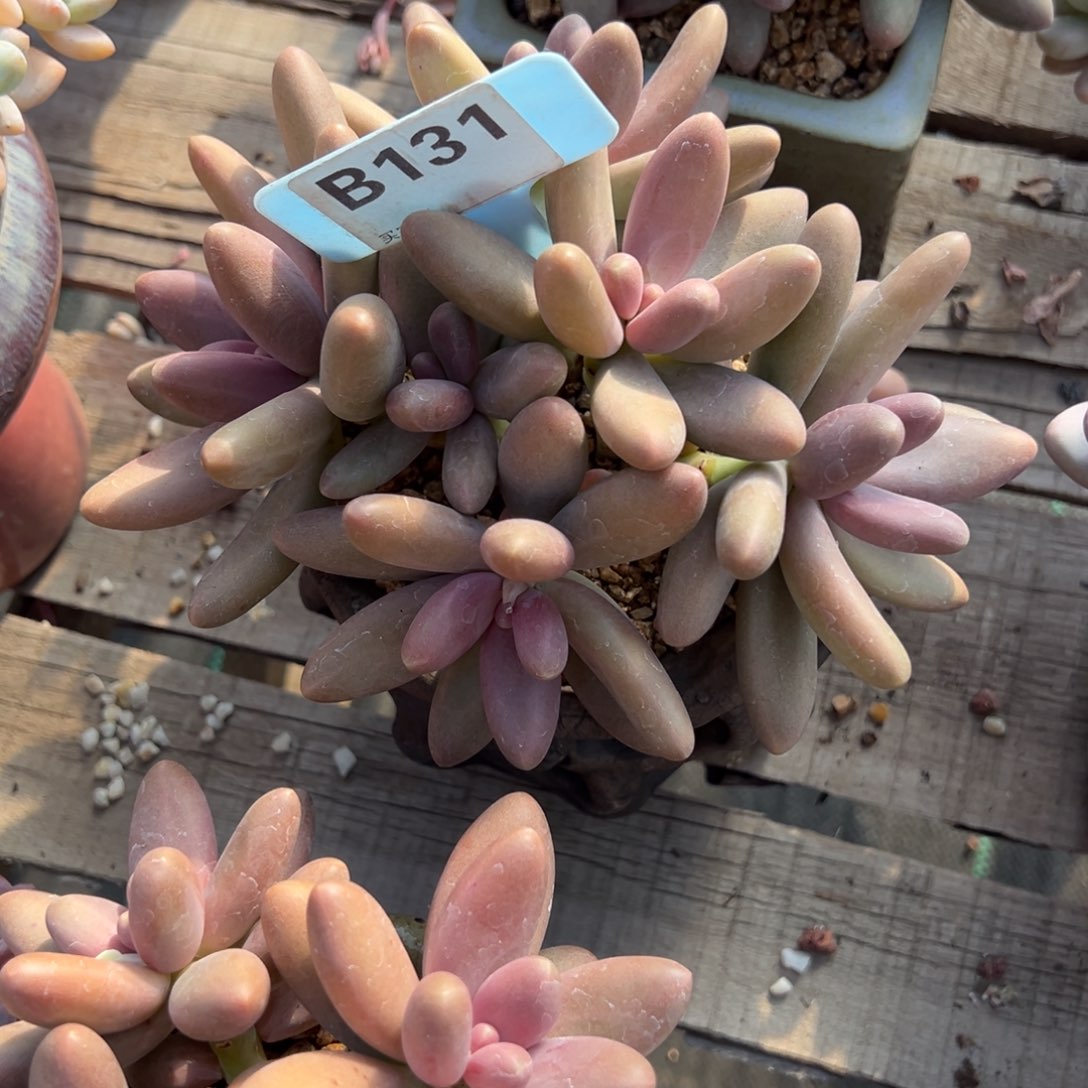 随*b131多肉植物啊啊啊