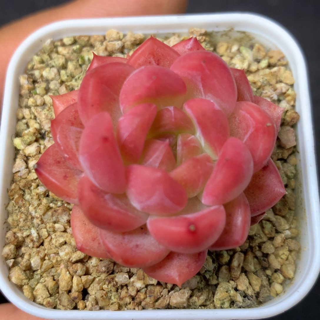 1 精品多肉一物一拍