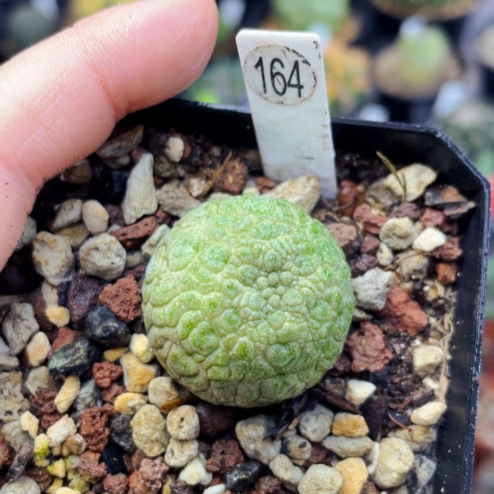 非偏远地区满25包邮仙人球