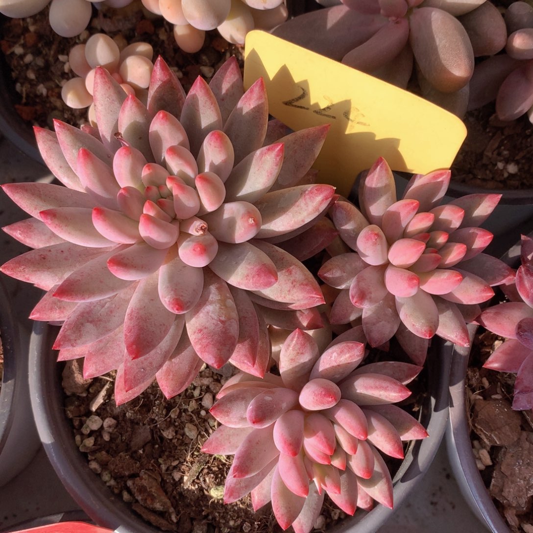 duorizuhwiwu727727727272