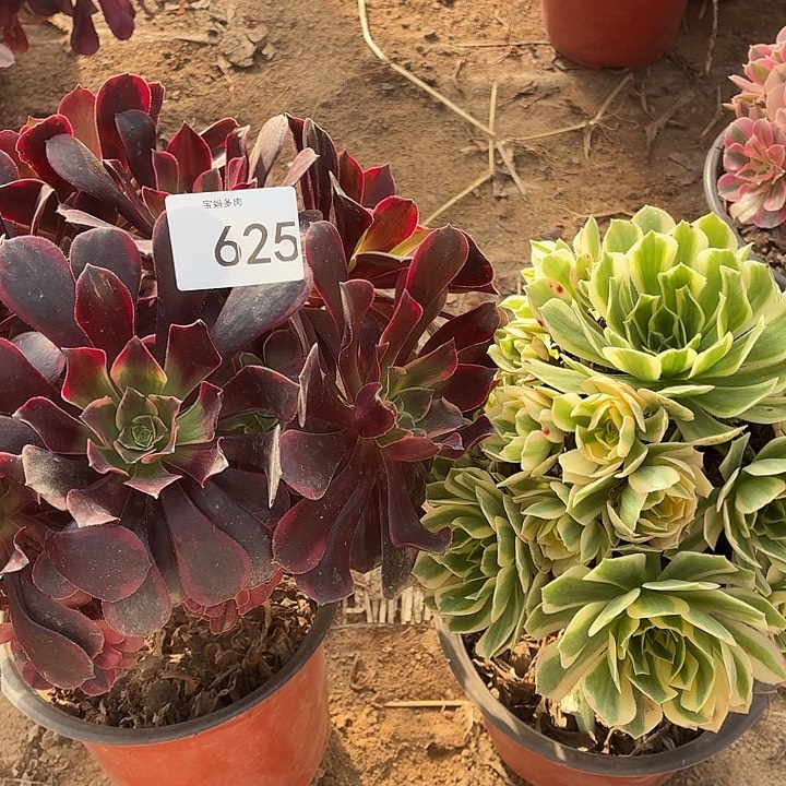 625号一物一拍2颗