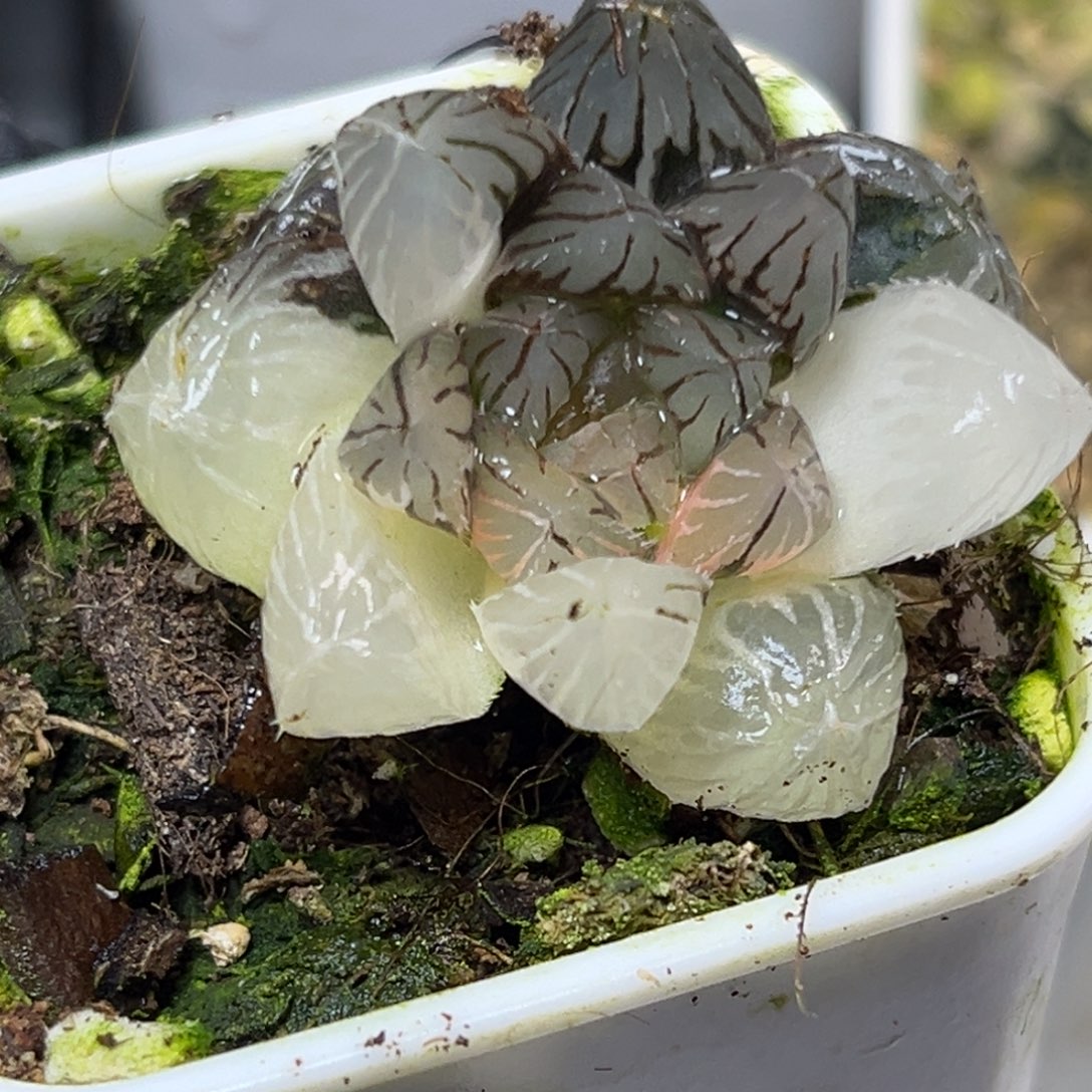 十二卷多肉植物2109龙爪