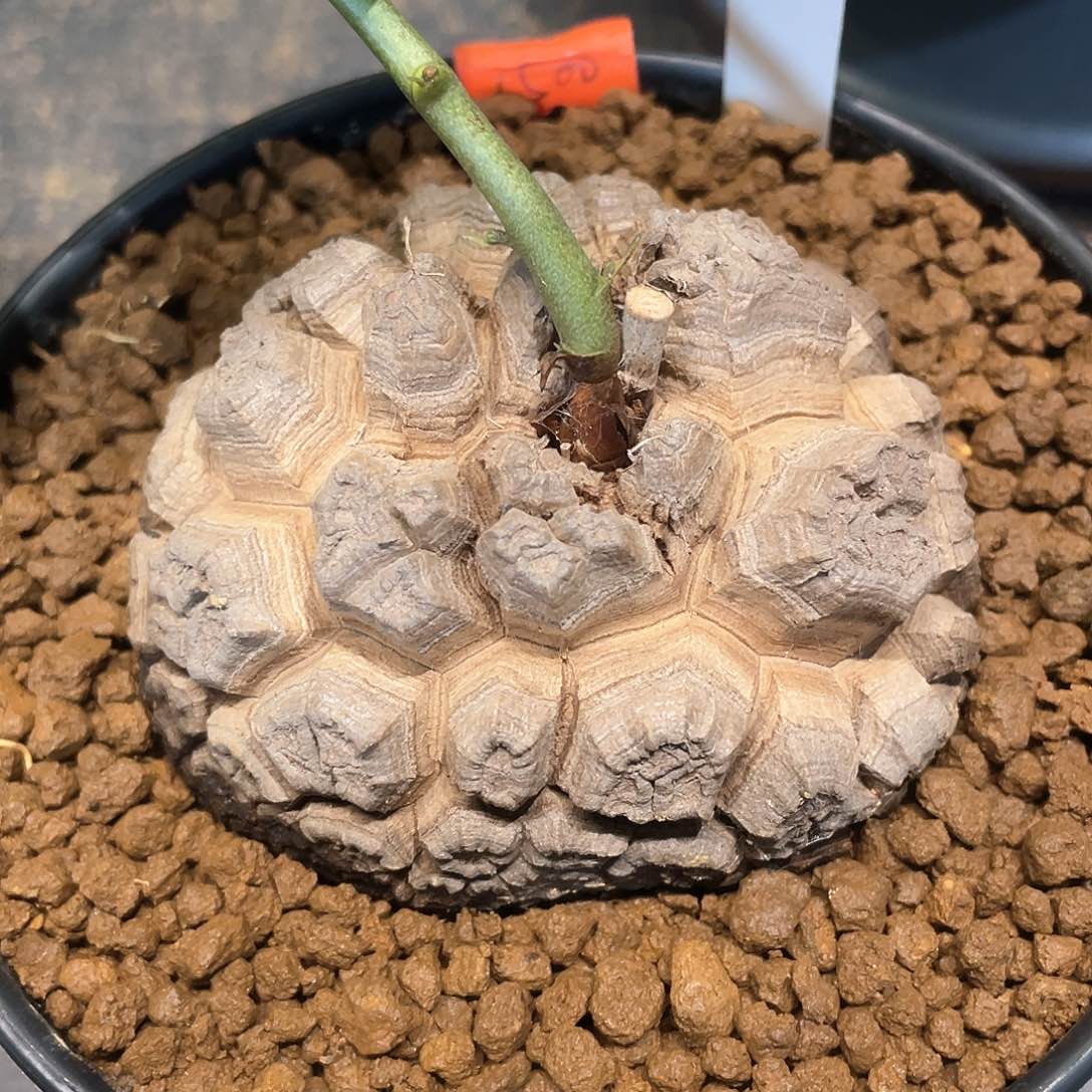 35号日系剑甲龟甲龙8公分