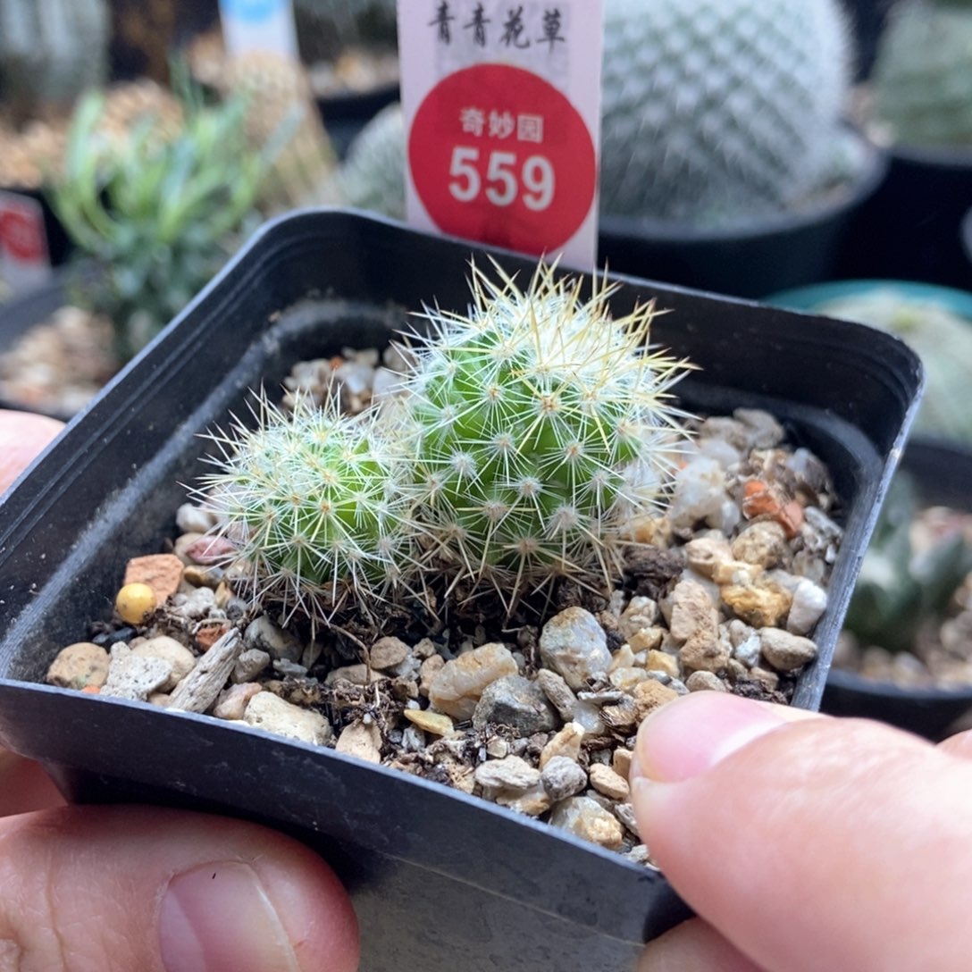 实生双头千鹤丸一棵仙人球