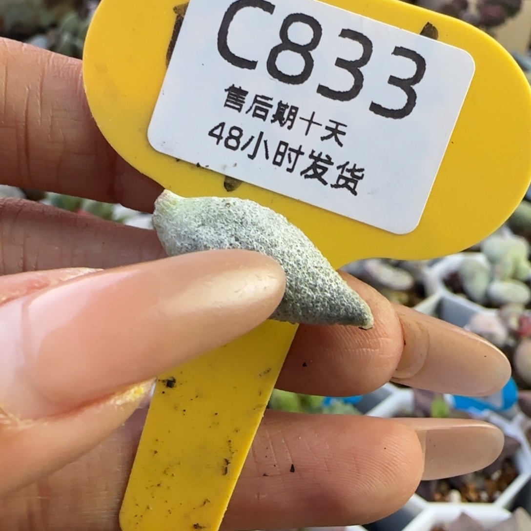 6***6破叶子多肉水泡。      833。   