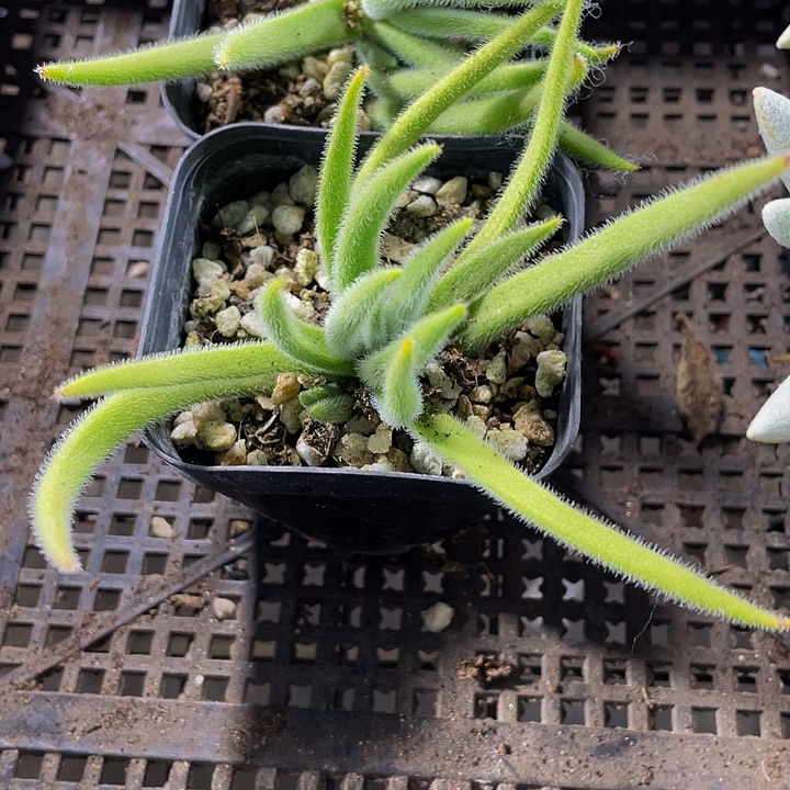 银狐2.8带盆土发货