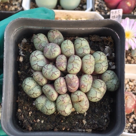 多肉肉锥 22头青姬