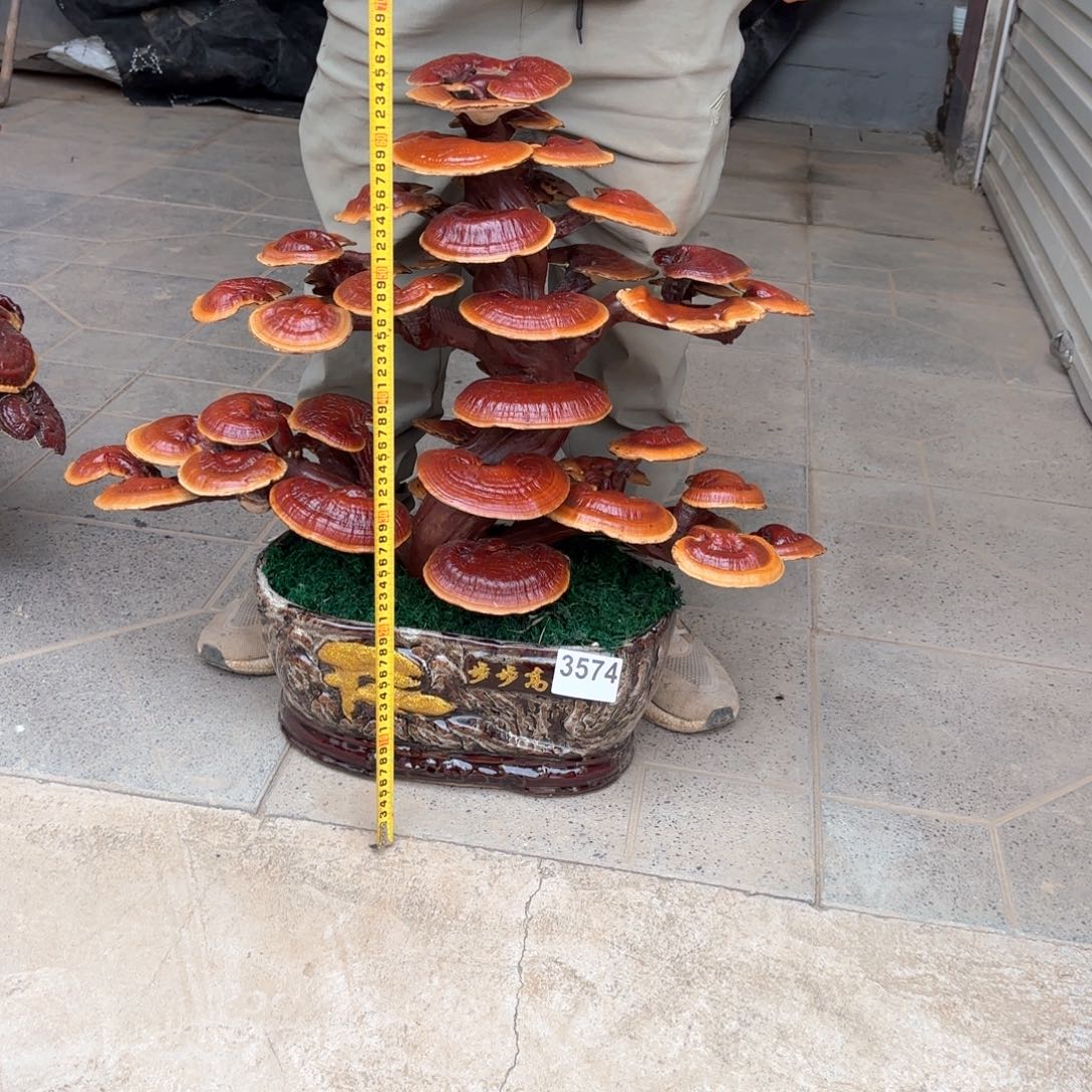 无花朵灵芝是我国著名植物