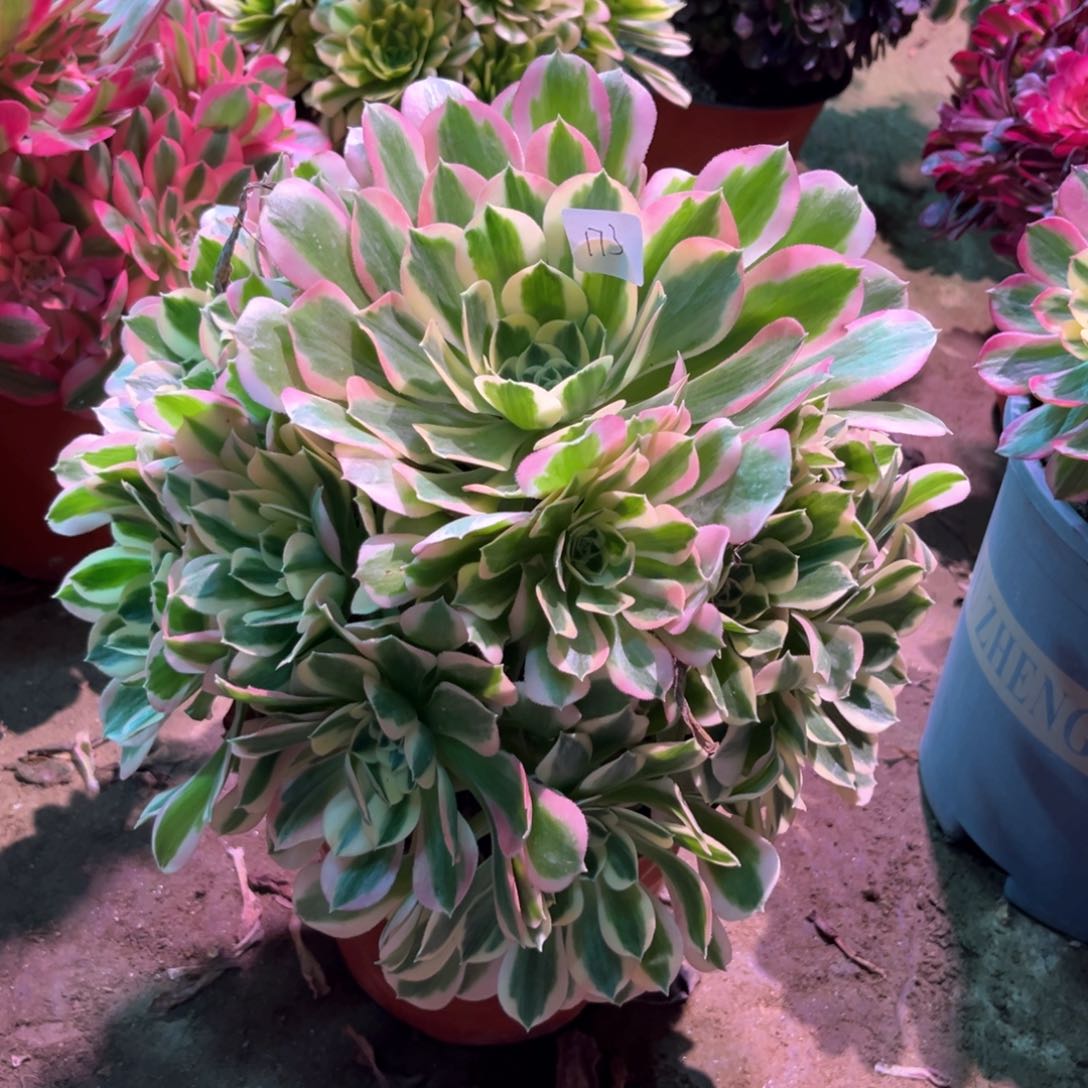 花多肉植物女巫173