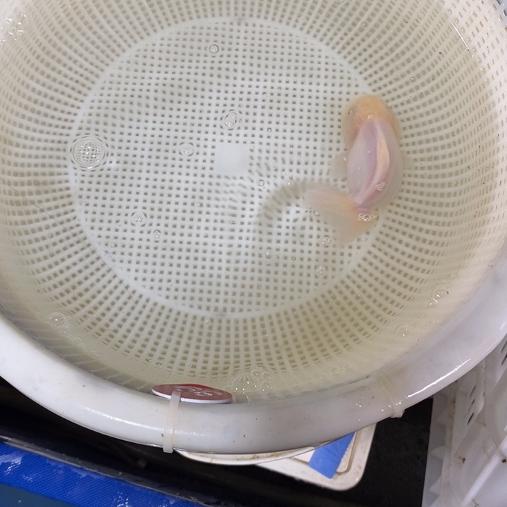 狮头鱼金鱼活体19