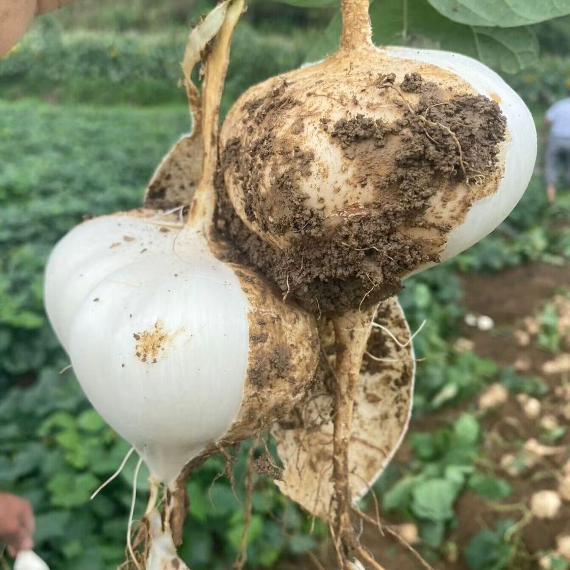 地瓜 云南大集现收