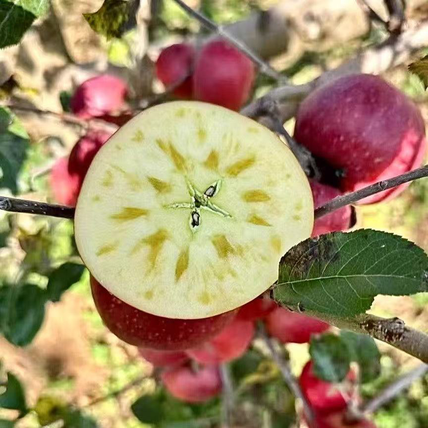 云南高山糖心丑苹果脆甜多汁新鲜当季水果产地直发