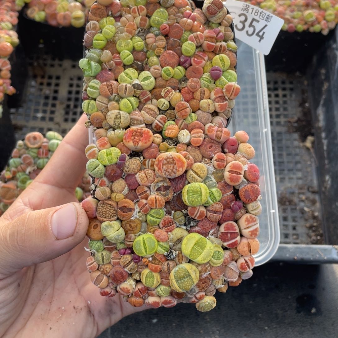 红陶00000000000354