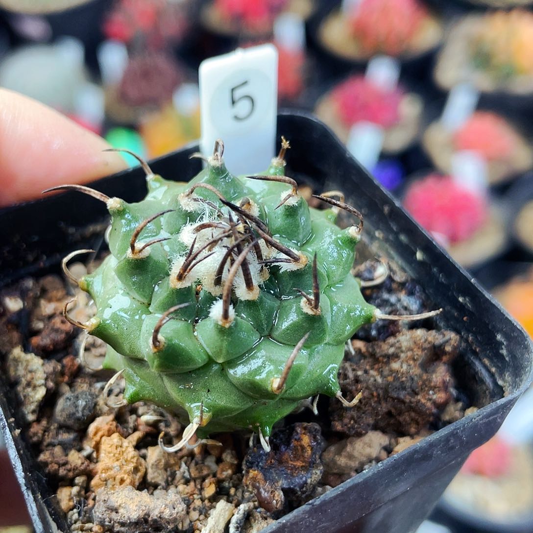 升云龙娇丽非偏远地区满25包邮仙人球