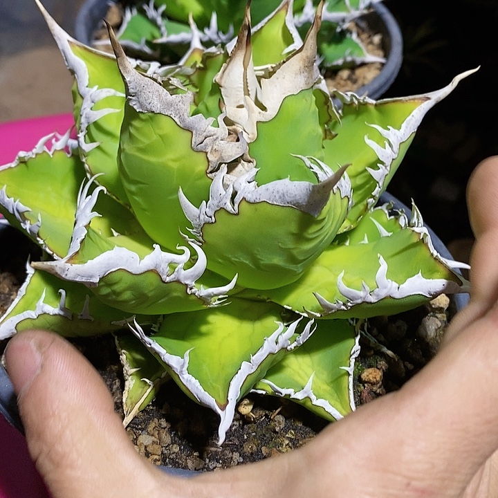 多肉植物龙蛇兰植物