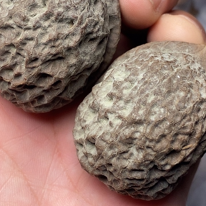 把件文玩核桃云南铁核桃11