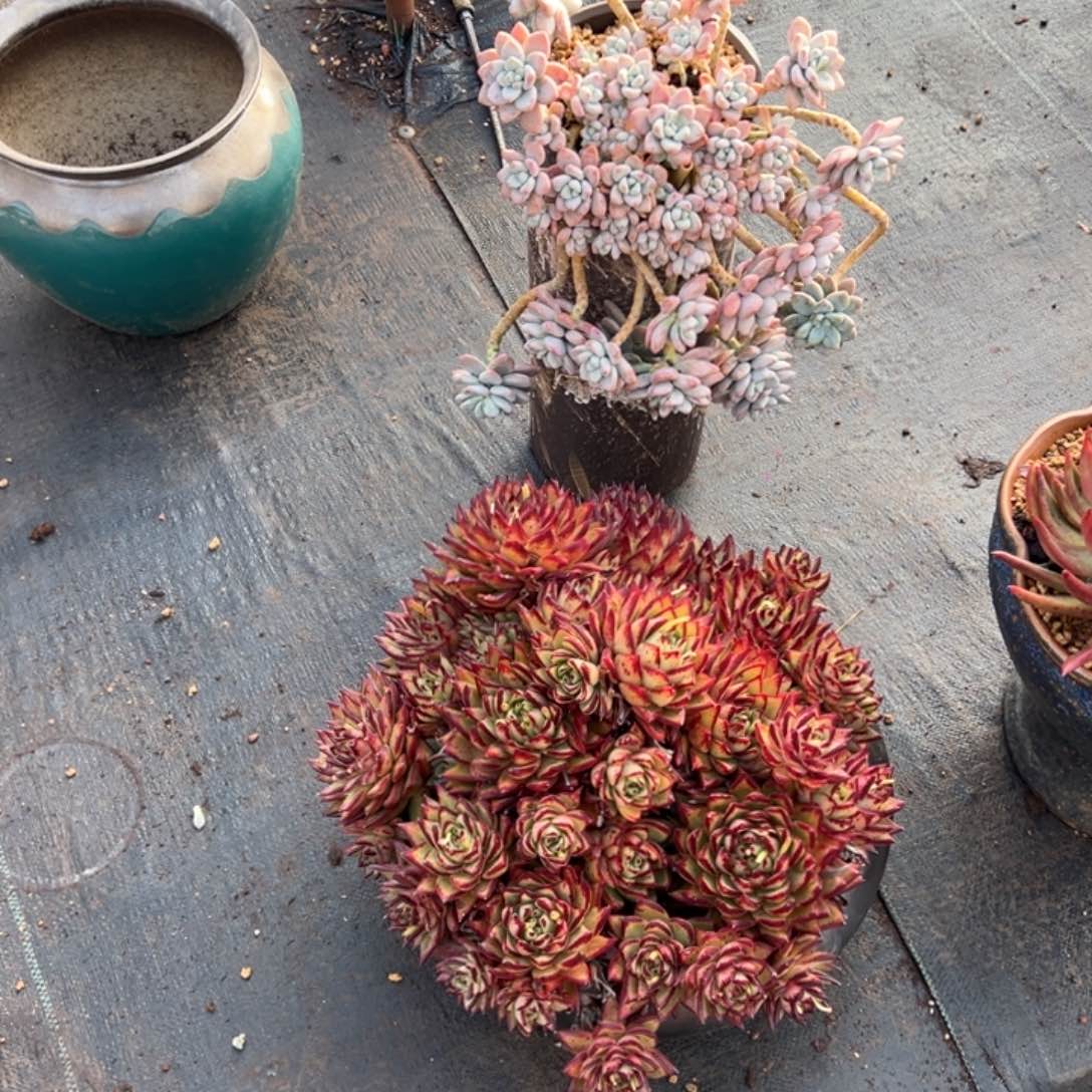 露养洛神加多云加物流