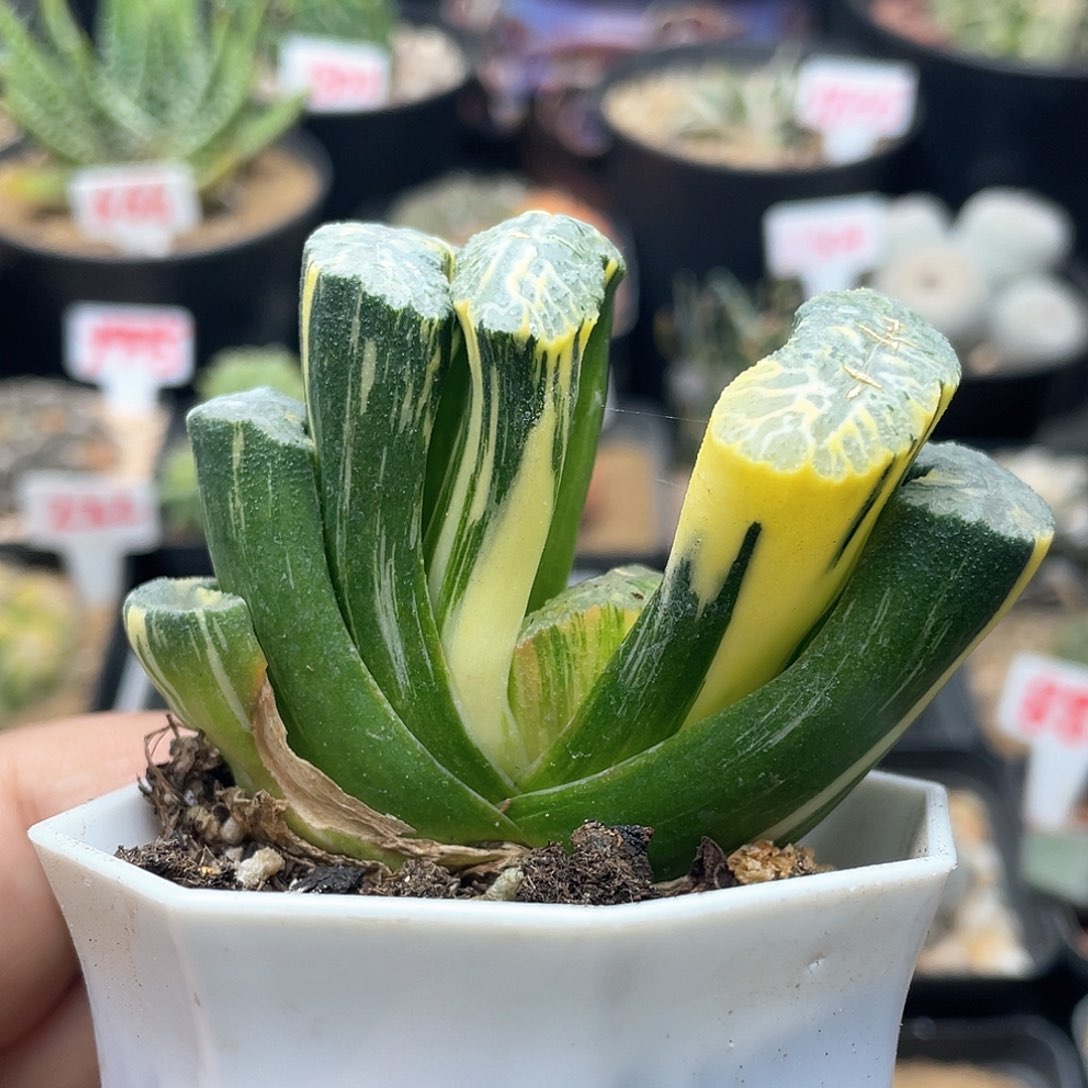 实生玉扇锦 致远多肉