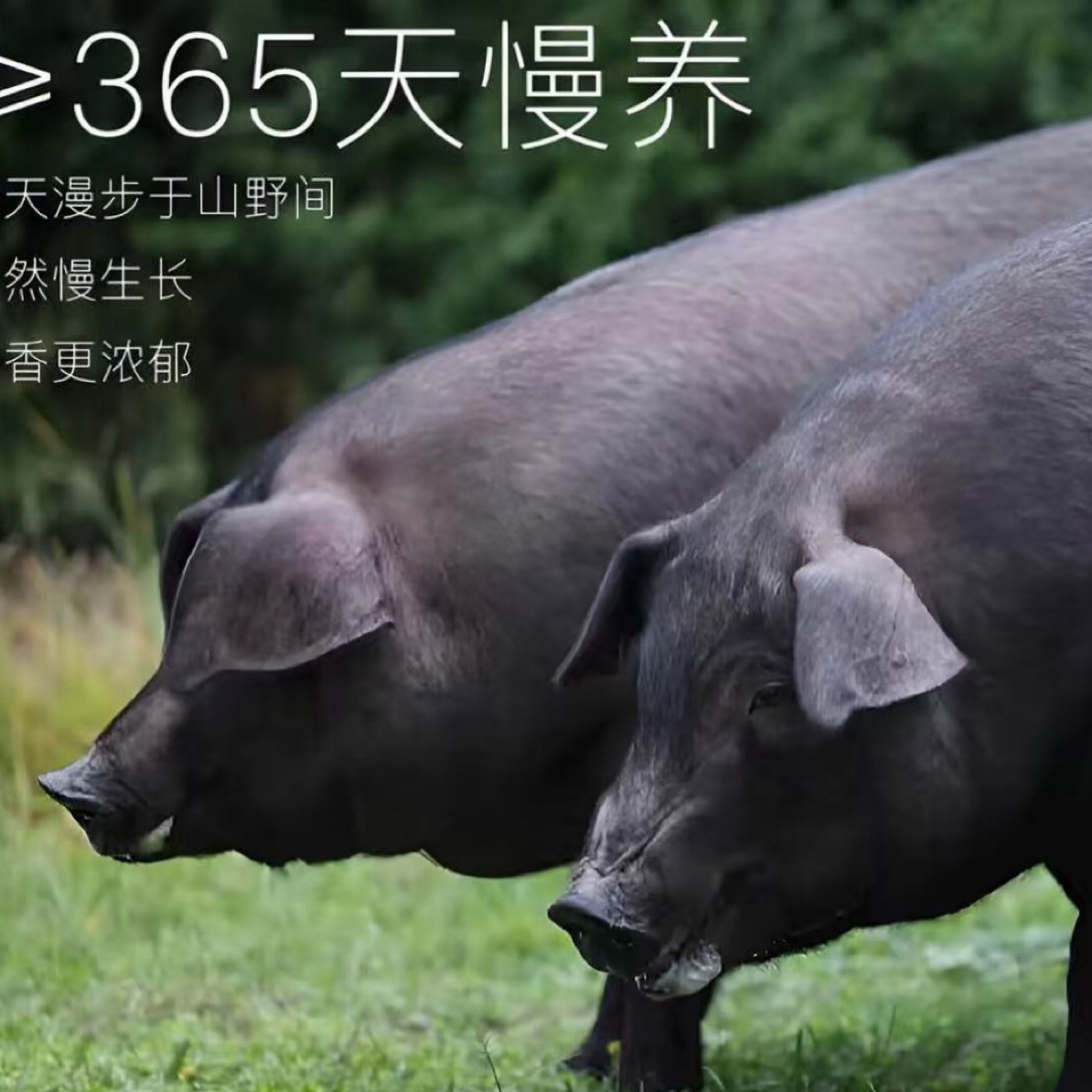 贵州高山农村土黑毛猪 直播间一物一拍京东空运包邮