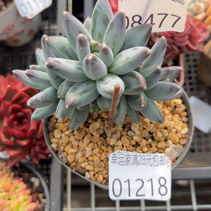幸运的是我还没遇到你呢