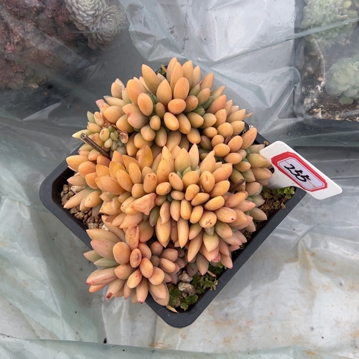 (***寻桃花源缀一物一拍255号