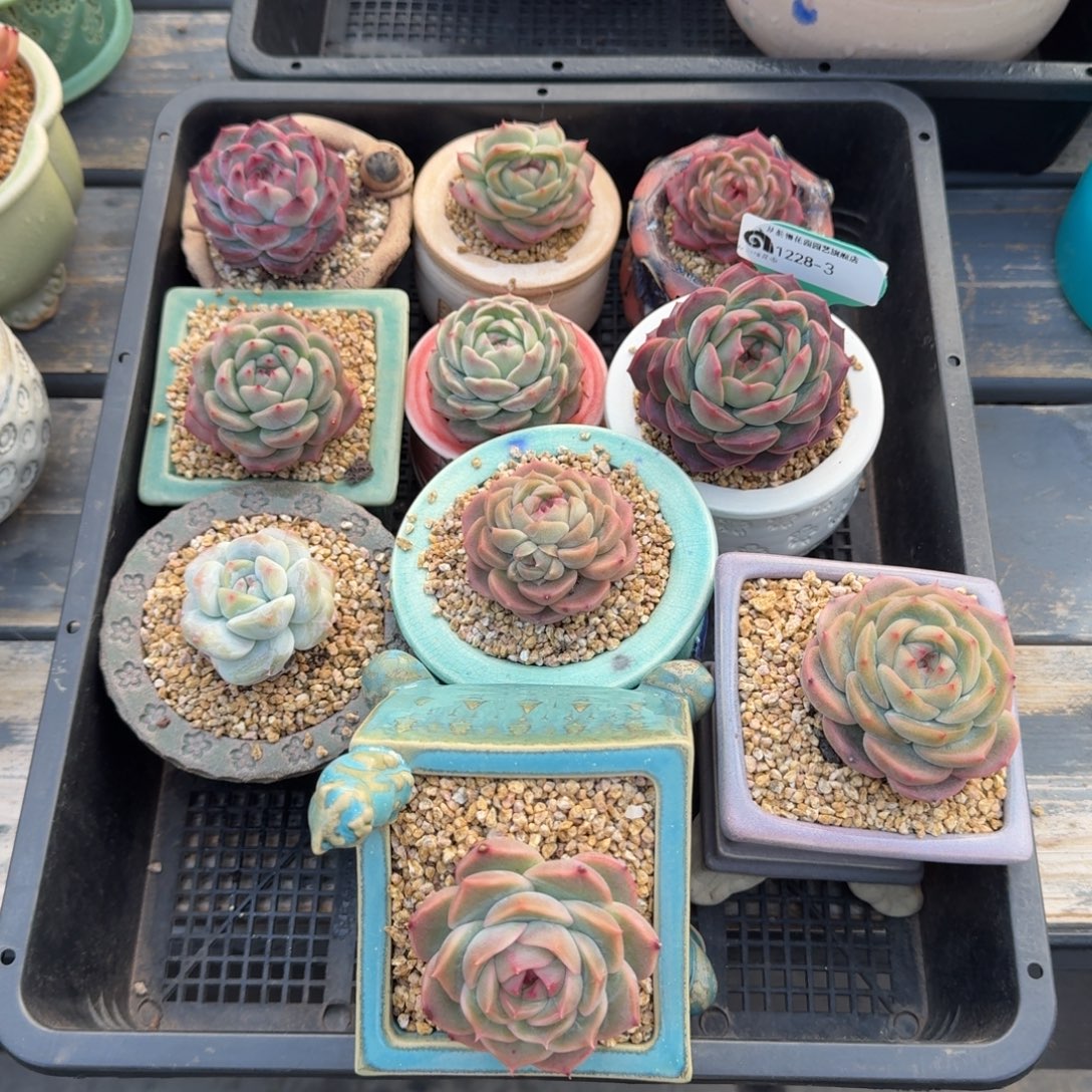 从前慢多肉精选编号1228.3