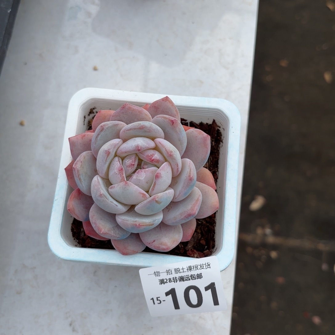 橙梦露单头老桩多肉多肉