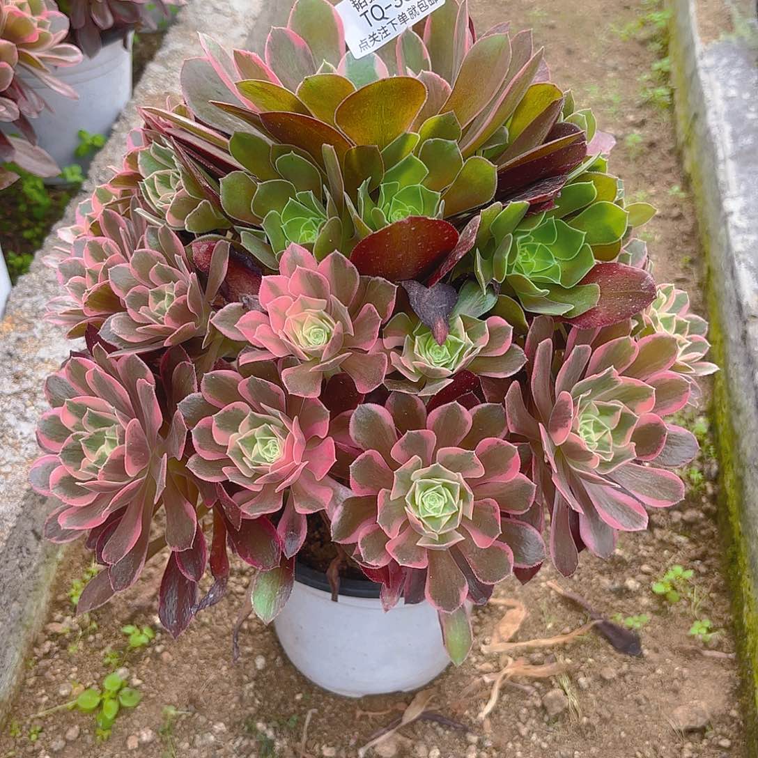 女妖多肉植物五号388