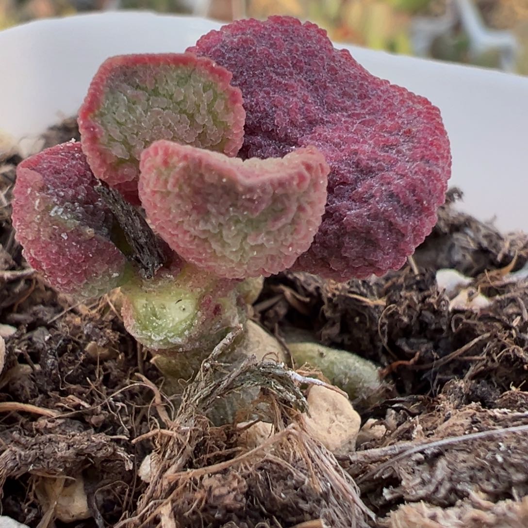 夏娃单头纯木质桩多肉植物