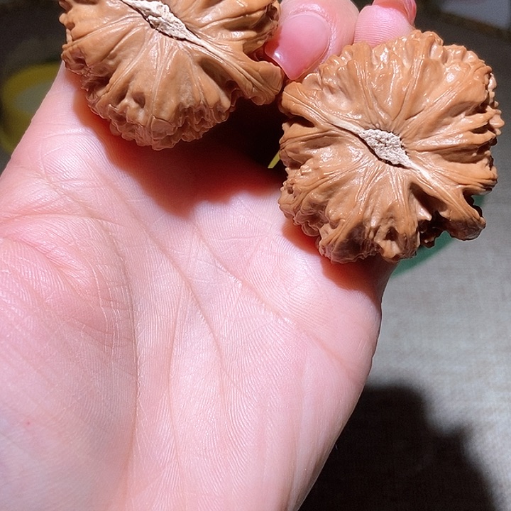 45尺寸白狮子！好运连连