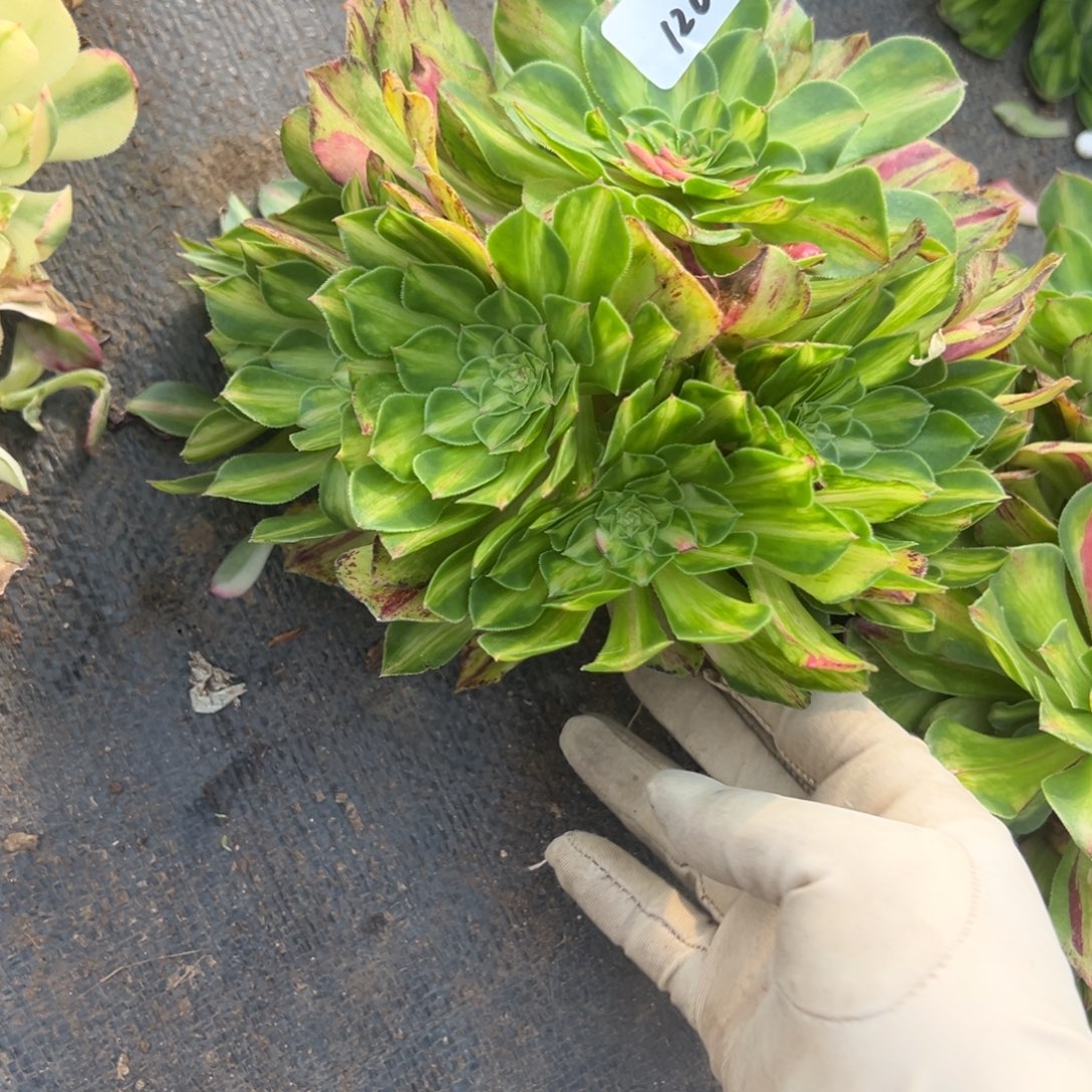 m***y120知否无根多肉嘻嘻嘻